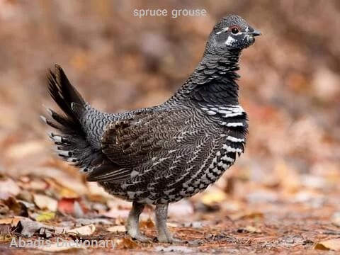 spruce grouse